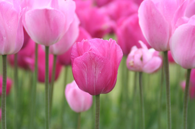 TULIPANES