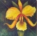 De la serie ORQUIDEAS Oil Canvas Floral Painting