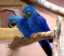 Azul