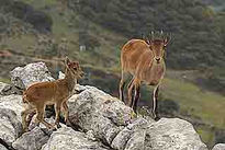 En las alturas II