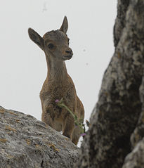 Curiosillo