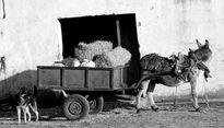El Cortijo