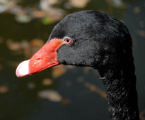 Cisne de Cuello Negro