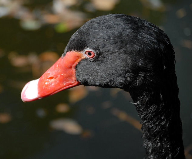 Cisne de Cuello Negro Naturaleza Técnicas alternativas