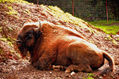 Bisontes