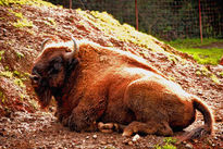 Bisontes