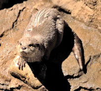 El Castor