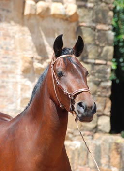 Caballo