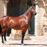 CABALLOS thumbnail 2
