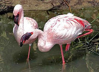 Flamencos