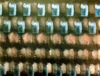 R041.azul y rosa,1981