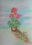 Primulas