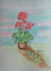 Primulas