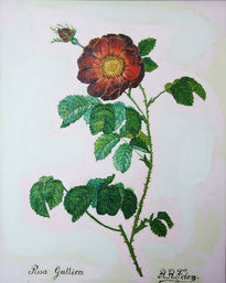 Rosa rosae