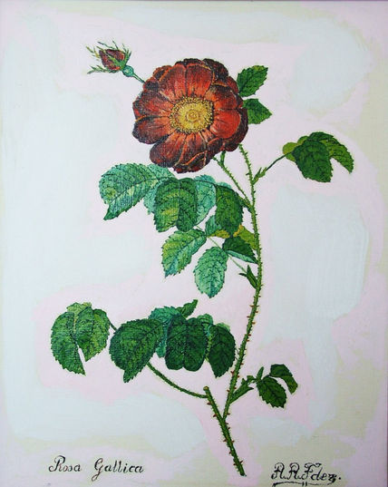 Rosa rosae
