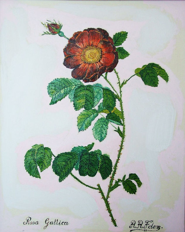 Rosa rosae