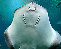 La Panza