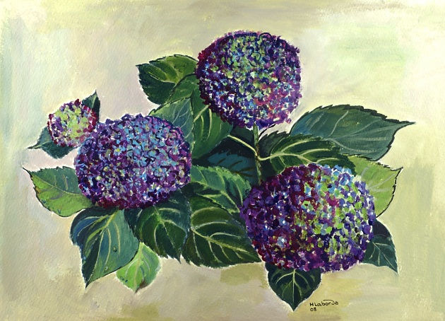 Hortensias 