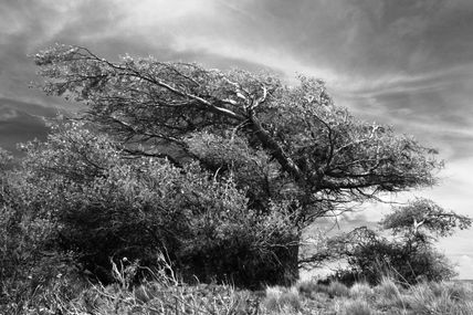 Arbol en el viento