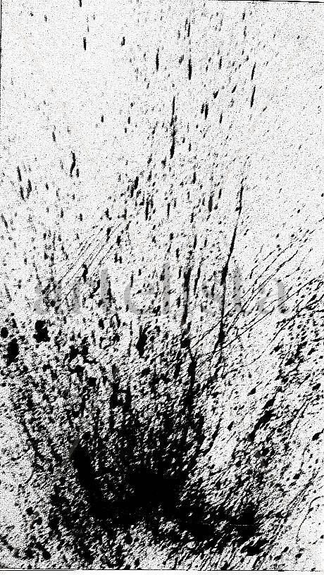 EL BOSQUE HERIDO,1982