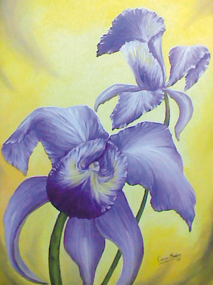 Orquídeas