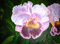 Orquidea