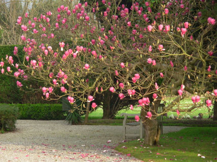 Magnolio