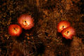 tunas en flor
