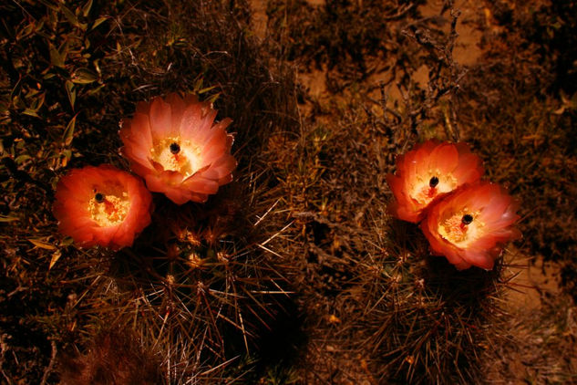 tunas en flor 