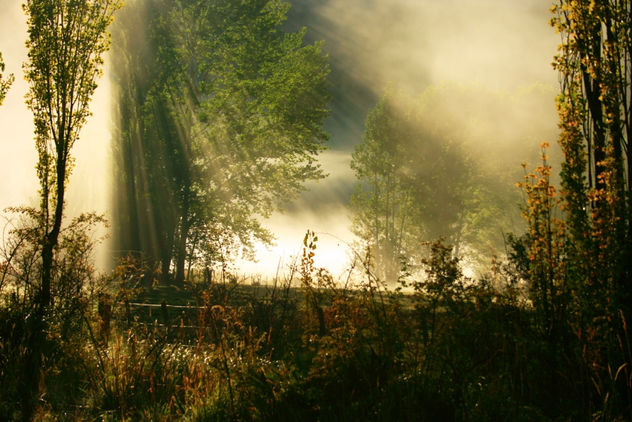 bosque en tinieblas