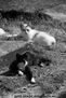 DOS GATOS