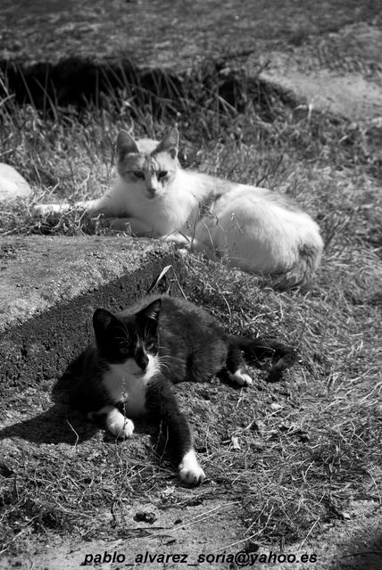 Dos gatos