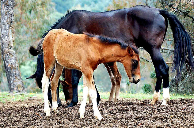 Adopción 