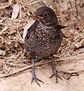 Aves zipitoste