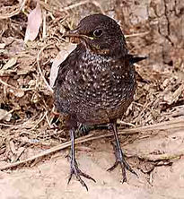 Aves zipitoste