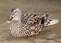 Pato salvaje