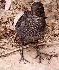 Aves