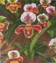 orquideas