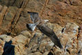 Gaviota
