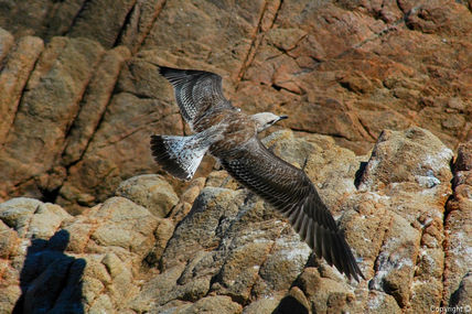 Gaviota