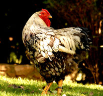 El Gallo