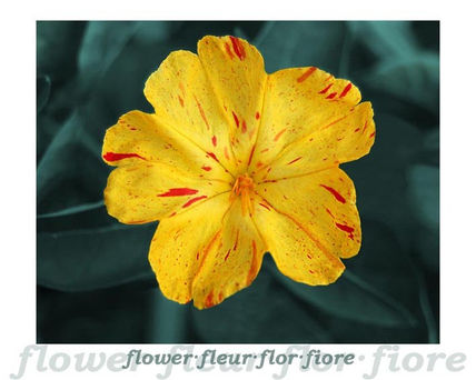 Flor 1