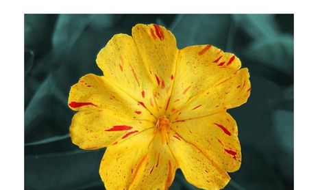 Belleza natural