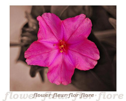 Flor 2