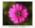 Flor 3
