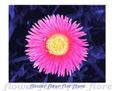Flor 4