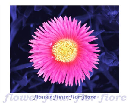 Flor 4