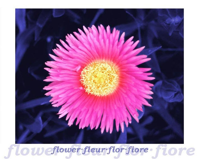 Flor 4