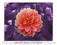 Flor 5