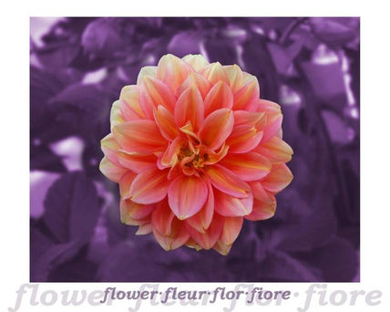 Flor 5